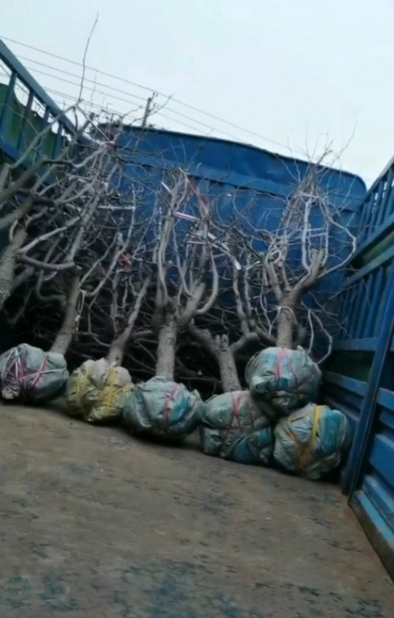沾化冬枣树苗，苗圃直供价格低，包成活，可视频看货欢迎实地