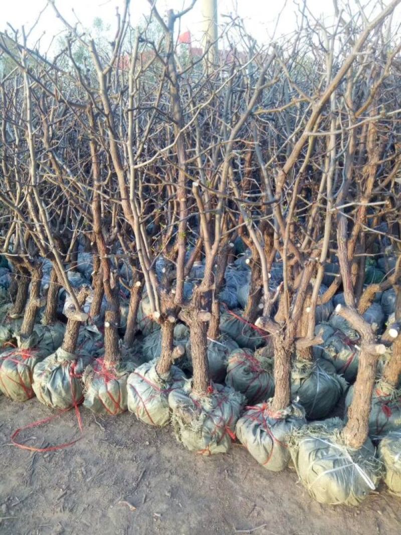 山东沾化冬枣树苗品种纯正保纯度包成活率，赠技术指导
