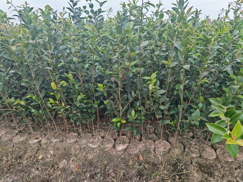 高产嫁接油茶苗