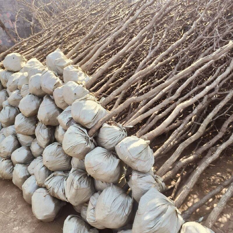 山东沾化冬枣树苗品种纯正保纯度包成活率，赠技术指导