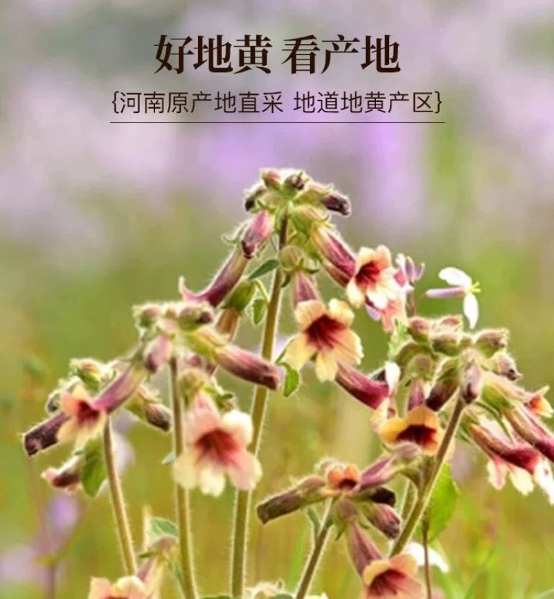 生地中药材正品野生生地黄野生生地批发支持一件代发