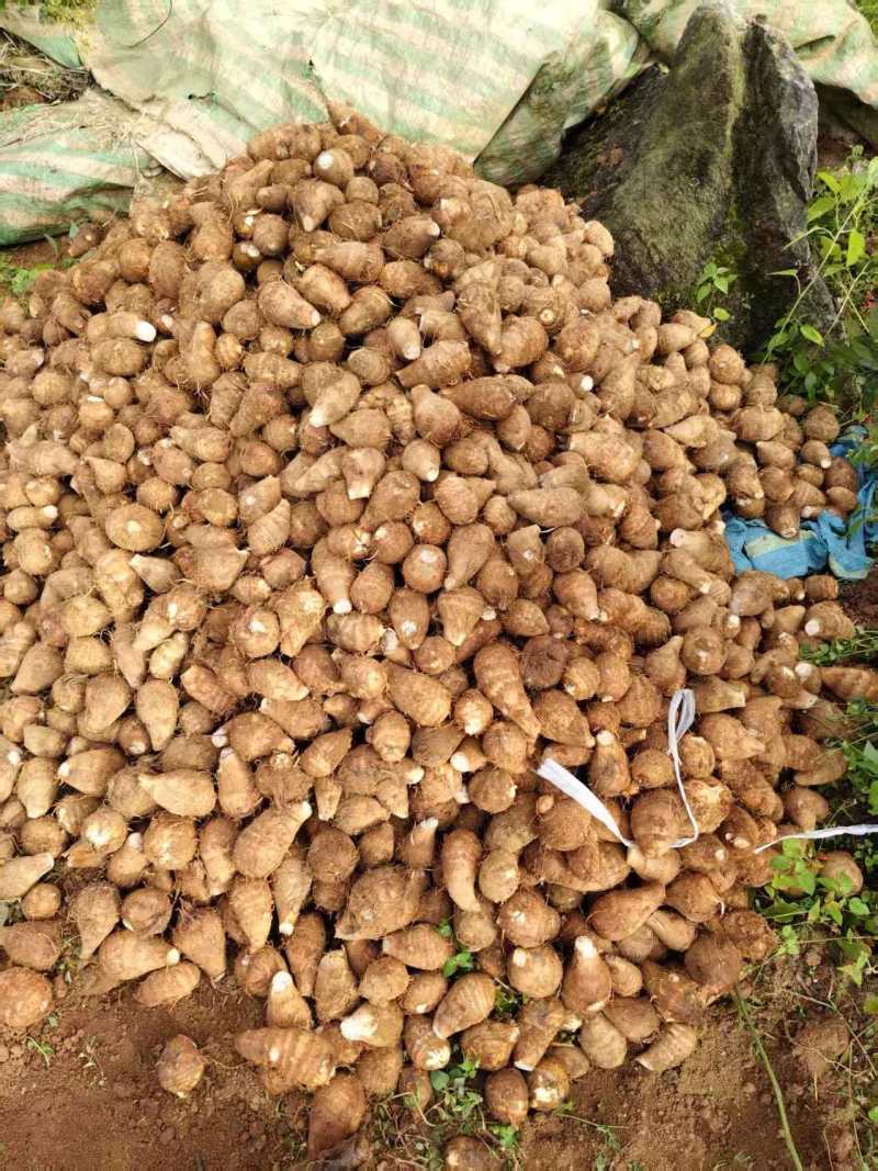 云南毛芋头基地直发品质保证量大从优欢迎来电