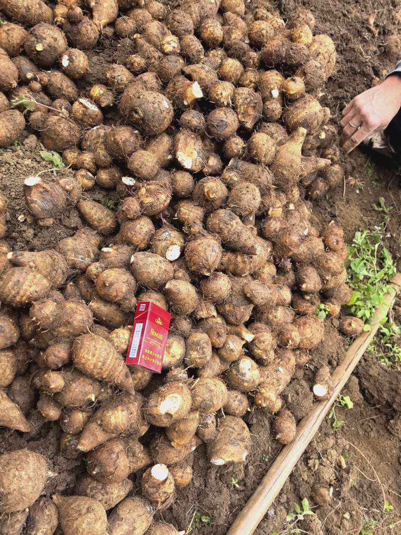 云南毛芋头基地直发品质保证量大从优欢迎来电
