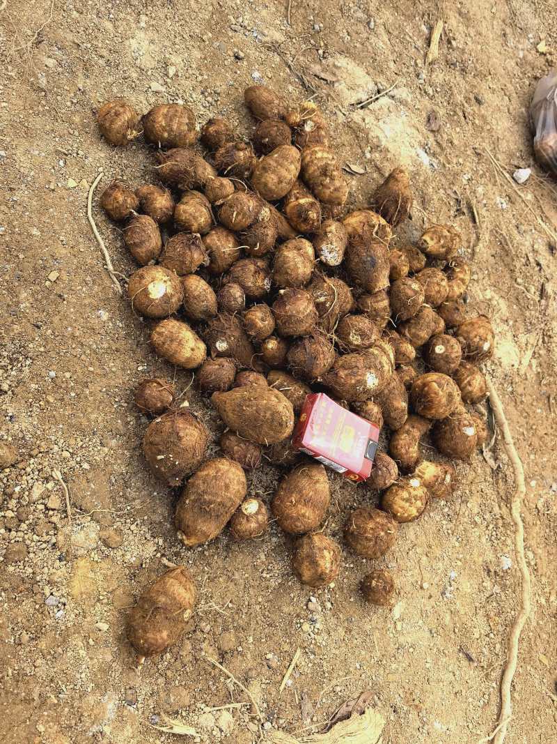 云南毛芋头基地直发品质保证量大从优欢迎来电