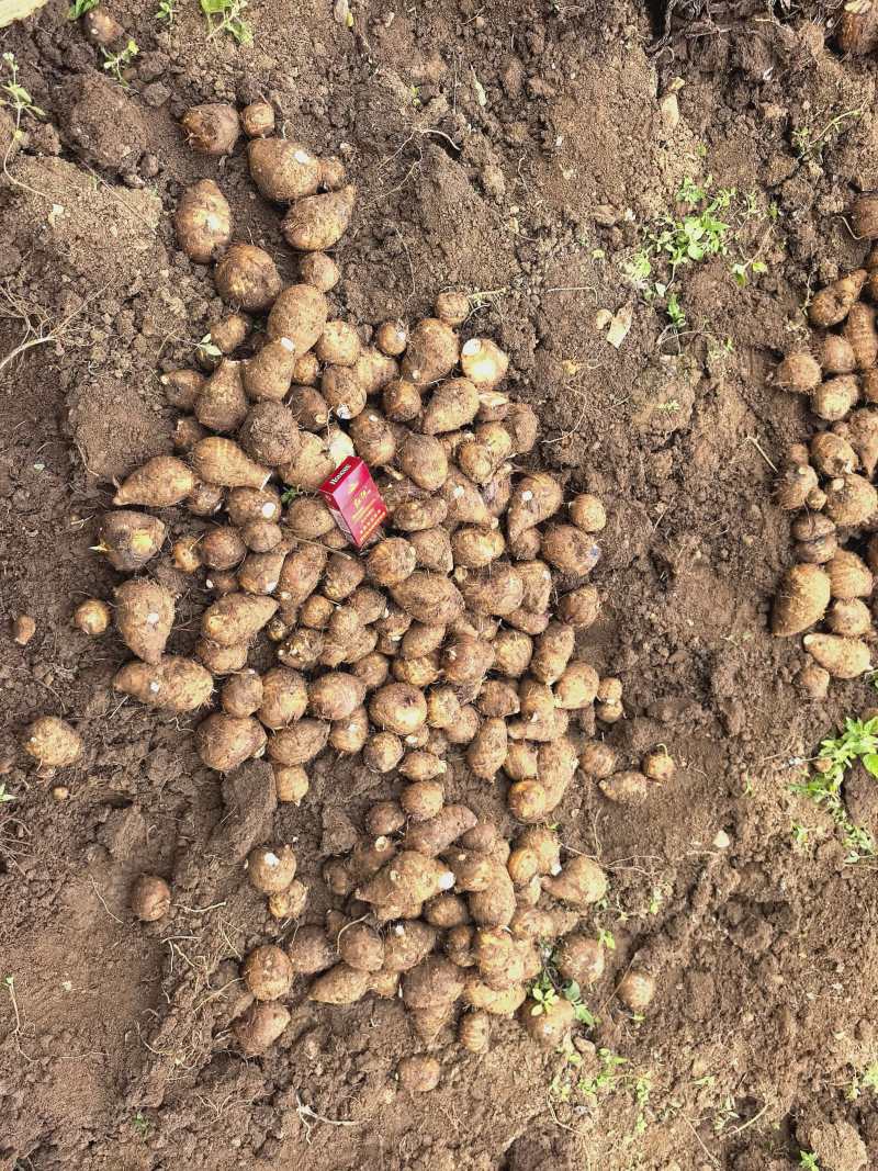 云南毛芋头基地直发品质保证量大从优欢迎来电