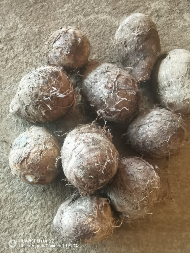 云南毛芋头基地直发品质保证量大从优欢迎来电
