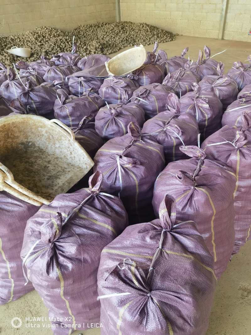 云南毛芋头基地直发品质保证量大从优欢迎来电