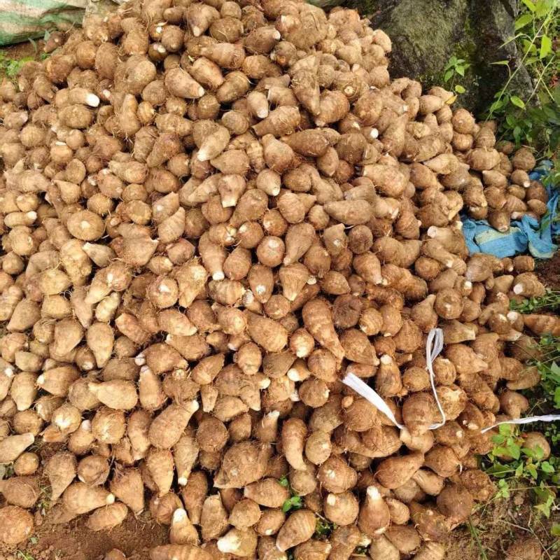 云南毛芋头基地直发品质保证量大从优欢迎来电