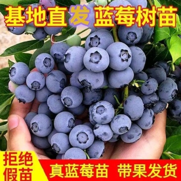 蓝莓树苗盆栽地脱毒大果蓝莓苗基地直发南方北方种植当年结果