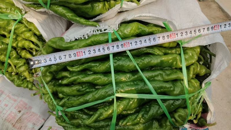 山东省聊城市莘县万亩螺丝椒基地直供大量有货对接全国客商