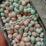 【土鸡蛋】湖北土鸡蛋/产区直发/大量现货