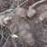 云南野生土茯苓，鲜货红肉块茎基地直供量大从优