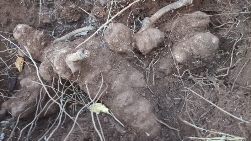 云南野生土茯苓，鲜货红肉块茎基地直供量大从优