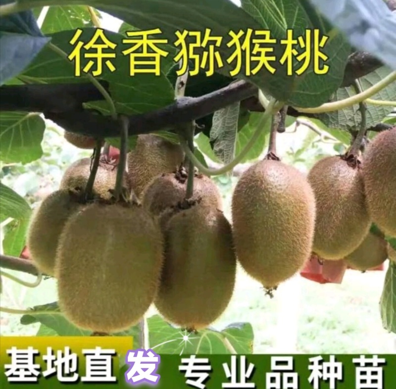 猕猴桃苗绿心猕猴桃徐香猕猴桃红阳猕猴桃果树苗