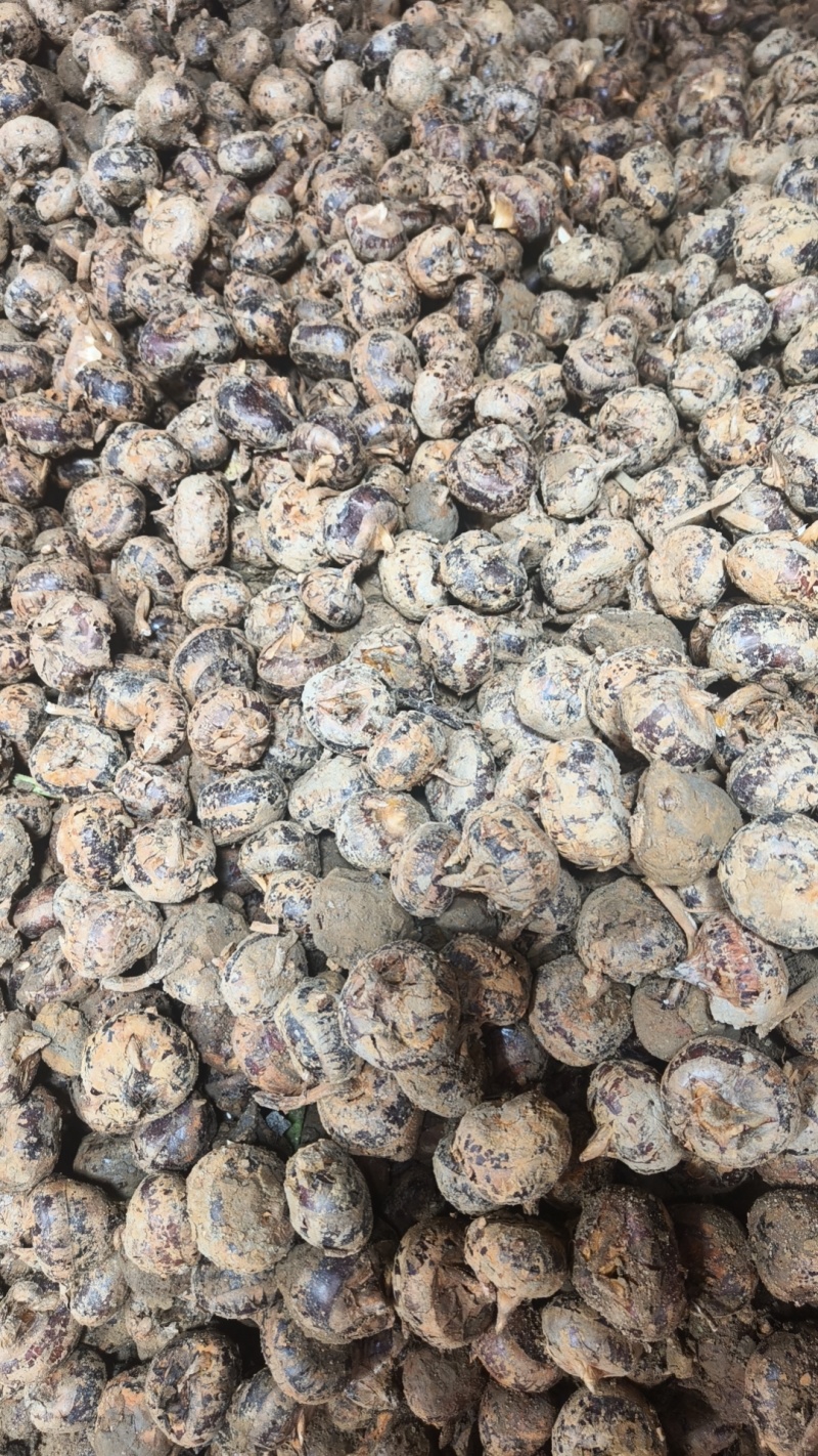 广西荔浦马蹄荸荠