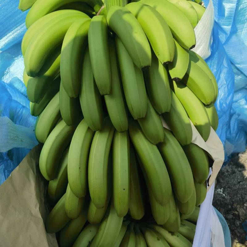 云南高原香蕉基地直发货源充足支持视频看货选货