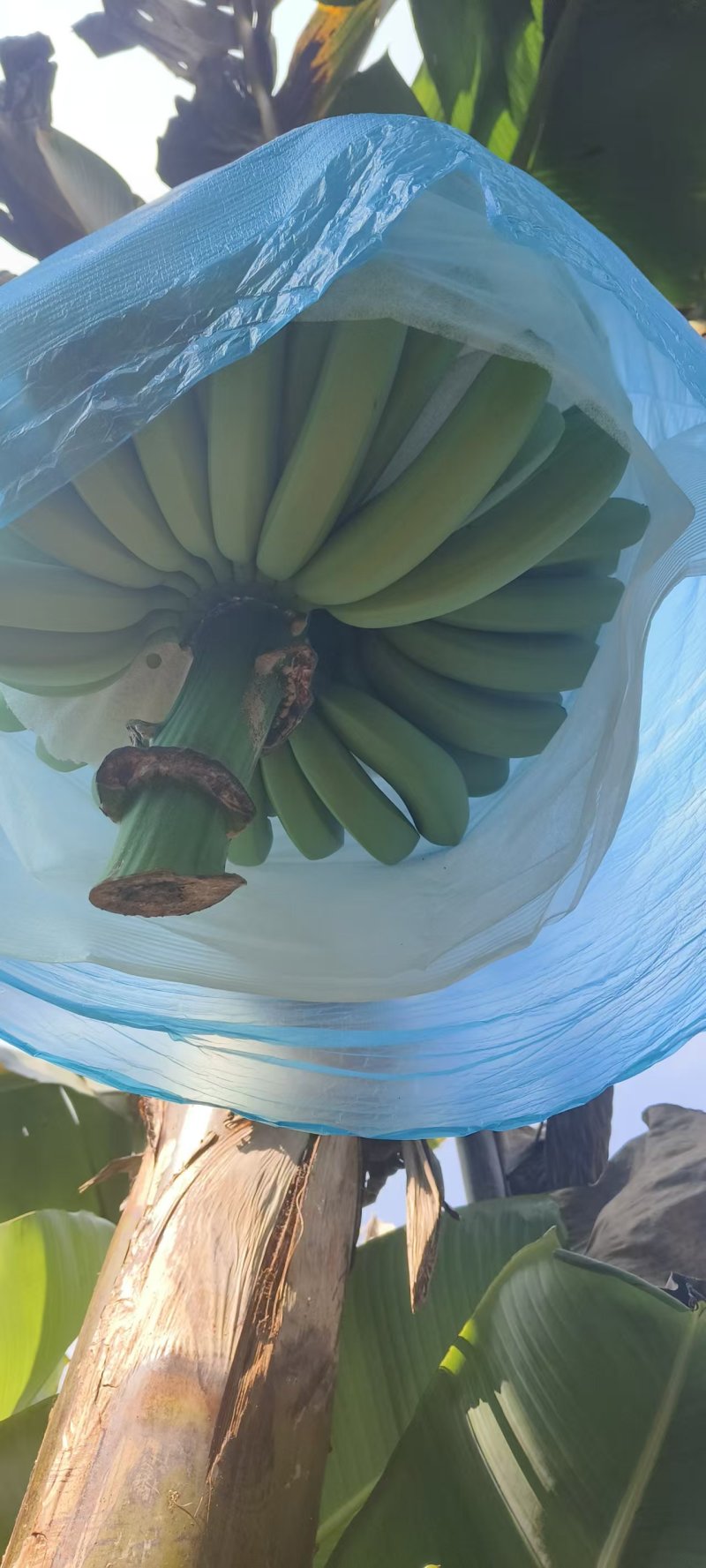 云南高原香蕉基地直发货源充足支持视频看货选货