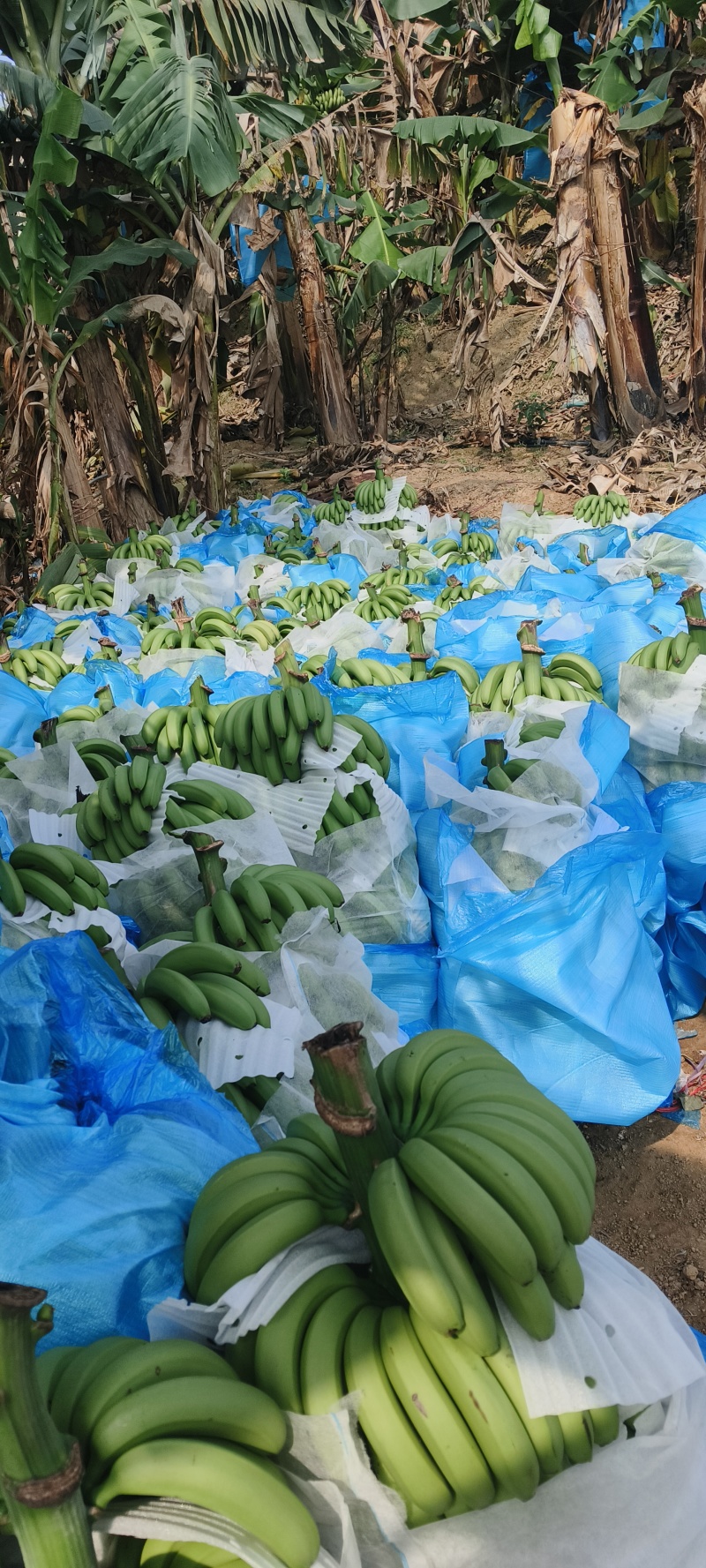云南高原香蕉基地直发货源充足支持视频看货选货
