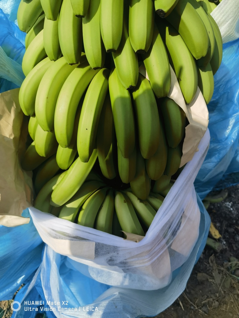 云南高原香蕉基地直发货源充足支持视频看货选货
