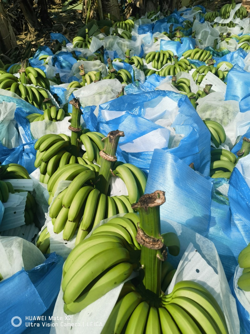 云南高原香蕉基地直发货源充足支持视频看货选货