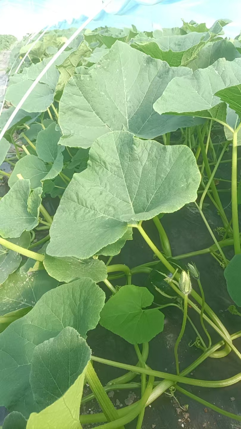 嘉兴精品贝贝南瓜，个型非常好，亮光十足，原产地直发