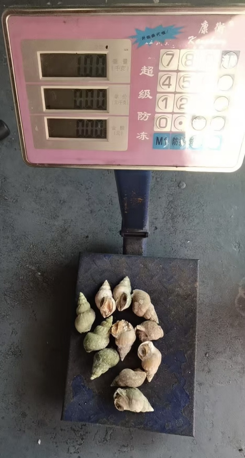 广东佛山冷冻干水翡翠螺13公斤商用批发