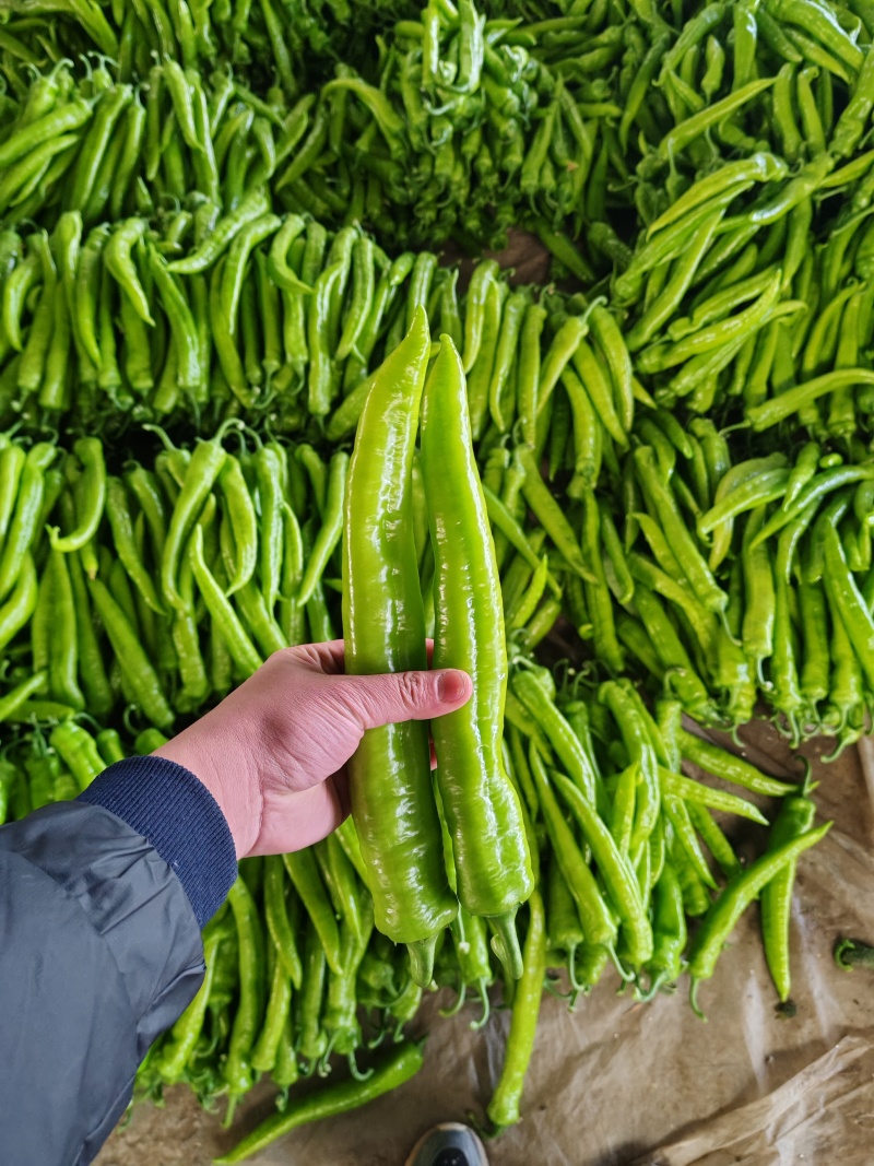 山东省聊城市万亩辣椒基地直供大量有货黄皮尖椒