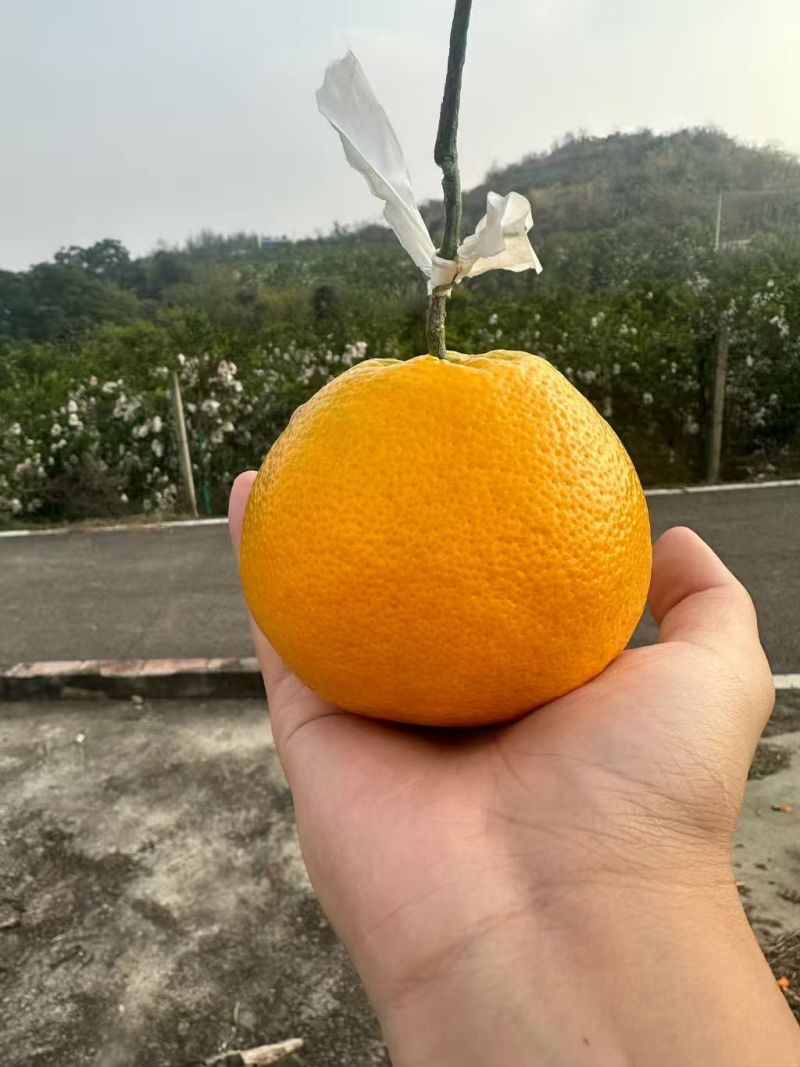 精品耙耙柑产地直发品质保证量大从优一手货源欢迎联系