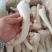 猪中尾