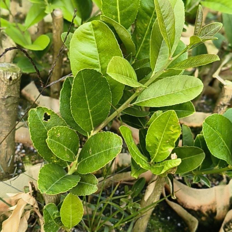 柠檬苗广西苗圃基地直供，规格齐全（技术指导）成活率高