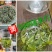 早期高山绿茶富硒茶，所有产品满300元即送半斤