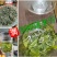 早期高山绿茶富硒茶，所有产品满300元即送半斤