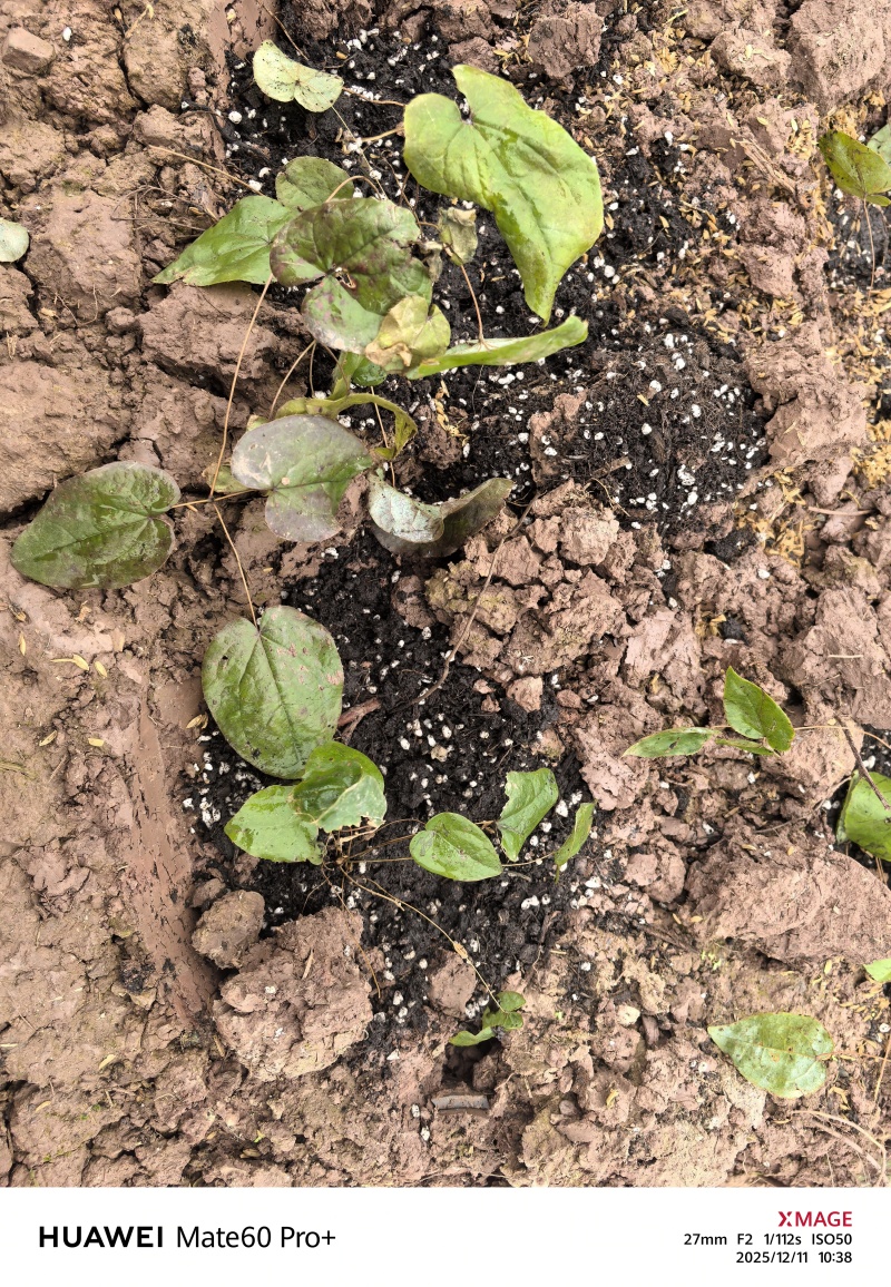 药材种植育苗基质成都进口基质厂家鑫立里