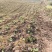 药材种植育苗基质成都进口基质厂家鑫立里