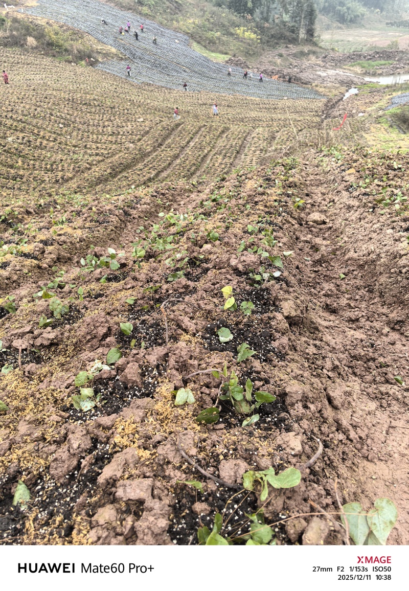药材种植育苗基质成都进口基质厂家鑫立里