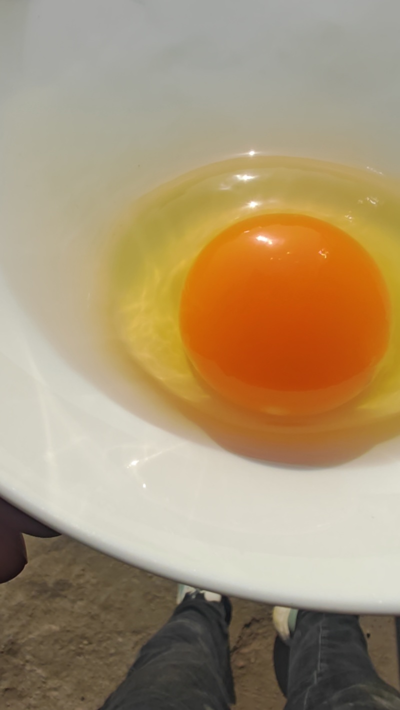 粉壳鸡蛋双色蛋