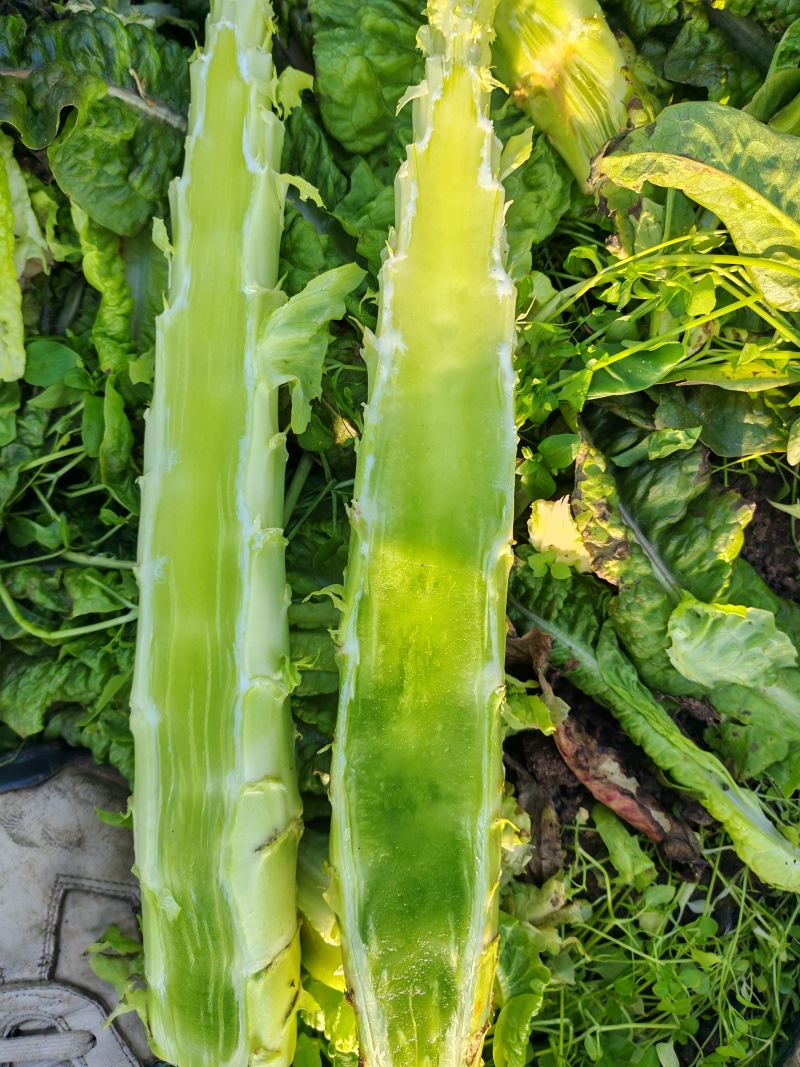 山东莴苣杆红叶莴笋精品大量滞销特价供应