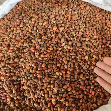 红蔻红豆蔻红扣大量供应量大从优