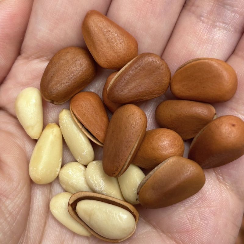 东北松子大量供应，一手货源，保质保量，一件代发可视频看货