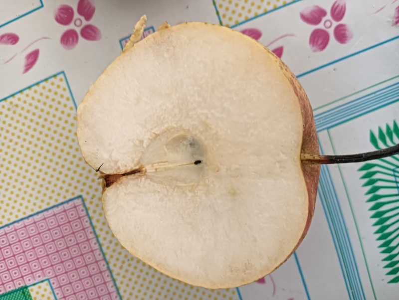 正宗东北丑梨，又名苹果梨