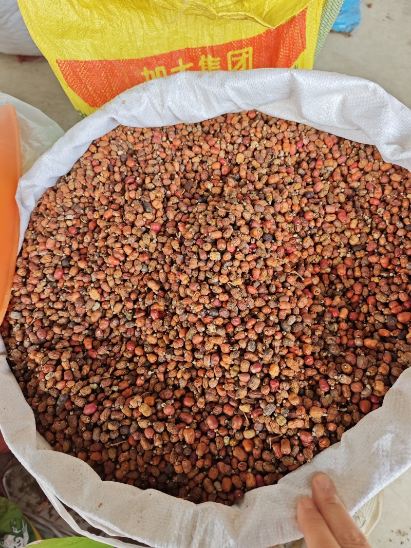 红蔻红豆蔻红扣大量供应量大从优