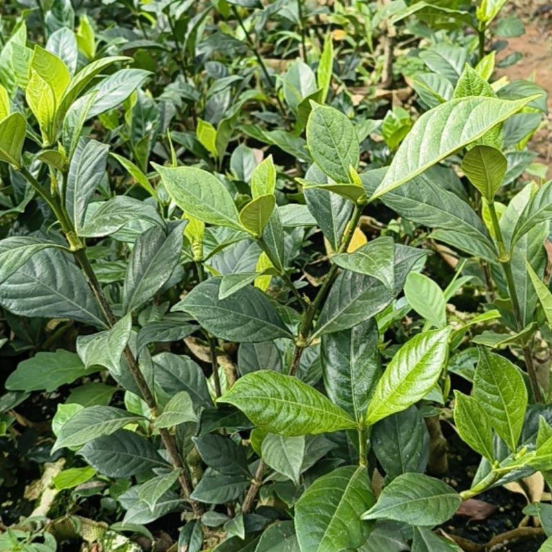 黄枙子苗基地直供，量大从优（成活率高）技术指导可视频看货