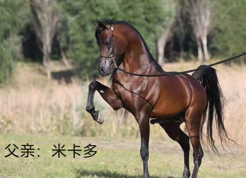 马，纯血马，汗血马，阿拉伯马，半血马骑乘马可以货到付款。