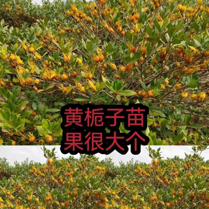 黄枙子苗基地直供，量大从优（成活率高）技术指导可视频看货