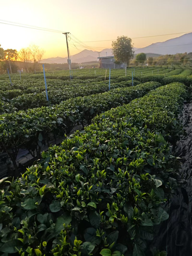 茶叶红茶英红九号产地直供一手货源包装齐全欢迎咨询