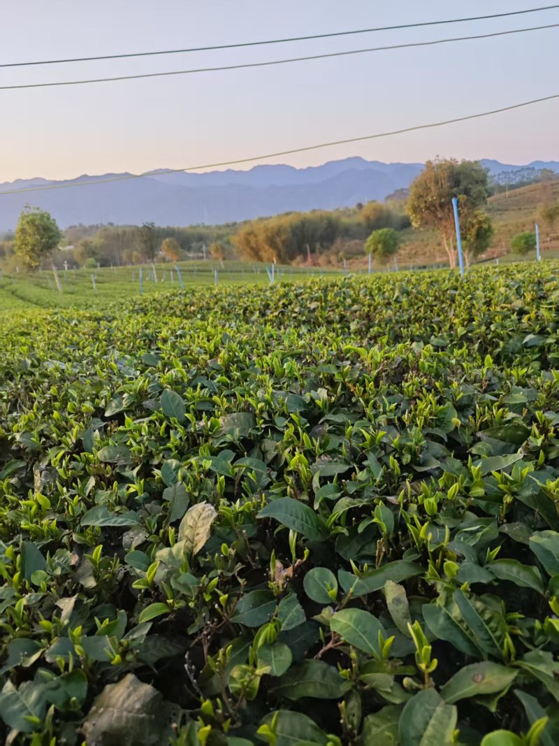 茶叶红茶英红九号产地直供一手货源包装齐全欢迎咨询