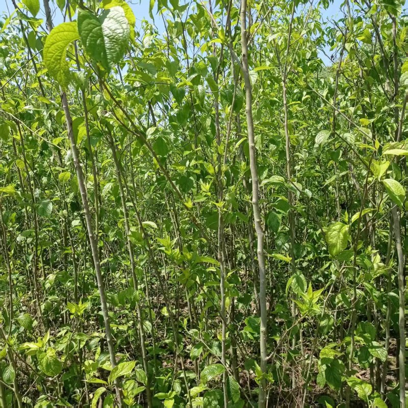 杜仲苗基地直供