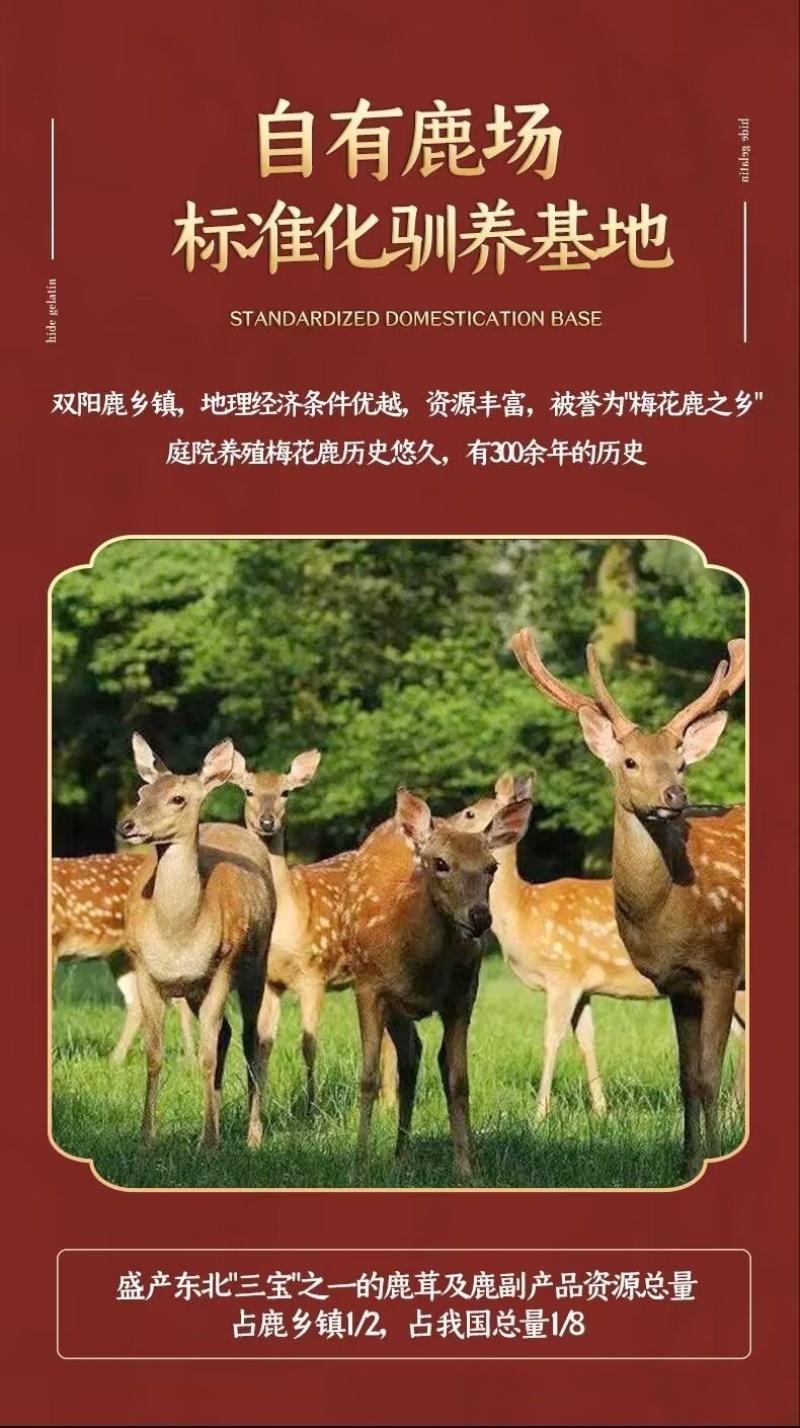 吉林鹿乡鹿茸血新鲜东北滋补泡酒加酒保鲜发货