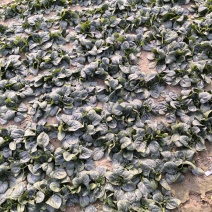 精品趴地菠菜大量接单
