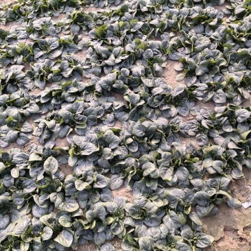 精品趴地菠菜大量接单